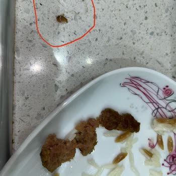 Dünya Köfte Köfte İçinden İp Çıktı!