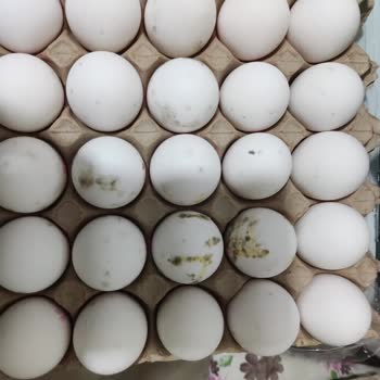 A101 Yosunlaşmış Yumurta Satması İade Almamaları