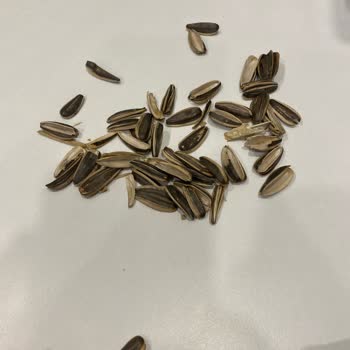 Çerezya Çekirdek Paketindeki Hayal Kırıklığı