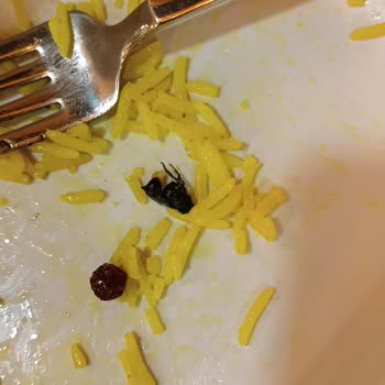 Çatalca Belediyesi Böcek Çıkması Yemeğin İçinden