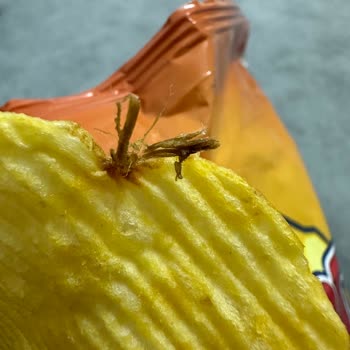 Ruffles Peynir Ve Soğan Aromalı Yabancı Cisim Şikayeti