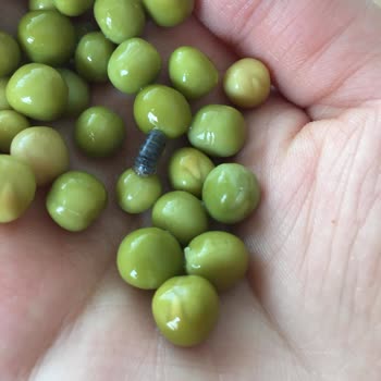 Melis Marka Konserve Bezelye Hijyen Sorunu