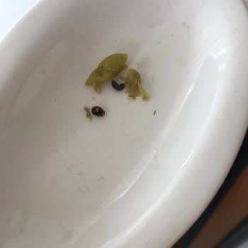 Melis Marka Konserve Bezelye Hijyen Sorunu