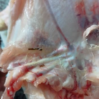 BİM Kurtlanmış Tavuk Satan Tazem