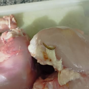 BİM Kurtlanmış Tavuk Satan Tazem