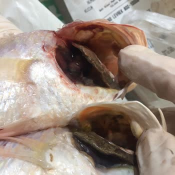 Metro Grossmarket Metro Bayat Balık Mı Satıyor