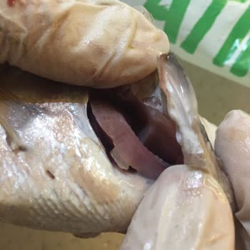 Metro Grossmarket Metro Bayat Balık Mı Satıyor