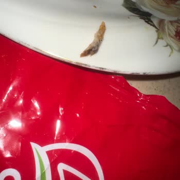 Lezita Çıtır Kıtır Piliç Filetodan Kemik Çıktı