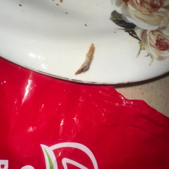 Lezita Çıtır Kıtır Piliç Filetodan Kemik Çıktı