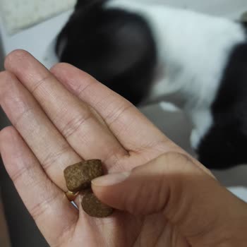 Mavi Reyon Sahte Köpek Maması