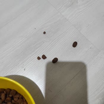 Mavi Reyon Sahte Köpek Maması