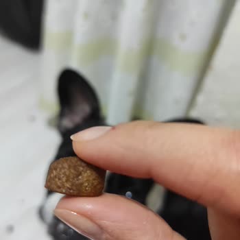 Mavi Reyon Sahte Köpek Maması