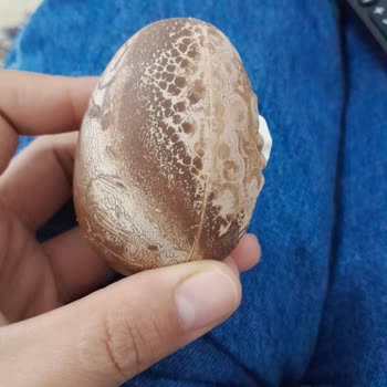 Sürpriz Yumurta Ozmo Yumurta