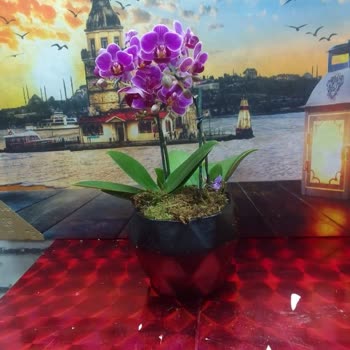 ÇiçekSepeti Çiçek Sepetinden Şikayetçiyim