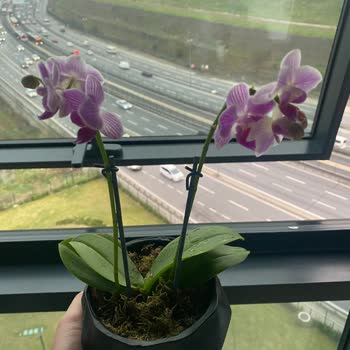 ÇiçekSepeti Çiçek Sepetinden Şikayetçiyim