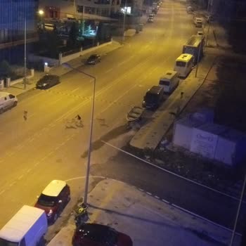 Edirne Belediyesi Sokak Köpekleri Sorunu