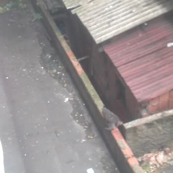 Esenler Belediyesi Benim Arka Bahçemde Komşum Kedi Besliyor.