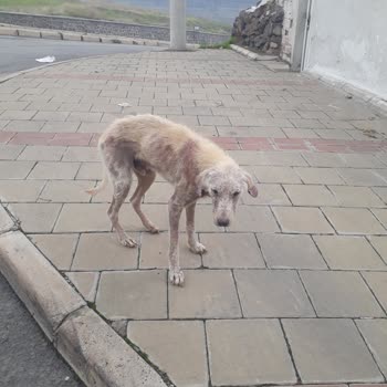 Bayraklı Belediyesi Hasta Köpeğe Günlerdir Yardım Gelmemesi