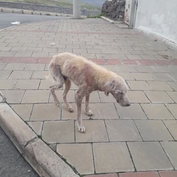 Bayraklı Belediyesi Hasta Köpeğe Günlerdir Yardım Gelmemesi