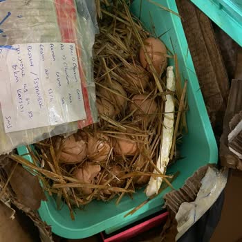 MNG Kargo Hasar Gören Paketim