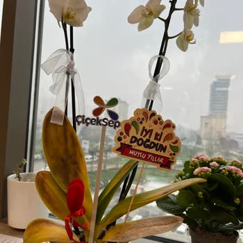 Çiçek Sepeti'nden Gelen Orkide