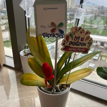 Çiçek Sepeti'nden Gelen Orkide