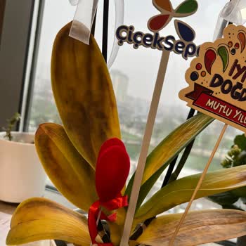 Çiçek Sepeti'nden Gelen Orkide