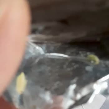 Torku Kek İçinden Kurt Çıktı