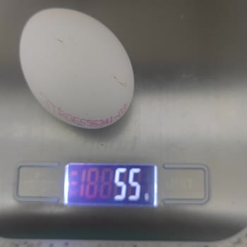 Türe Yumurta Gramajdan Küçük Yumurta Aldatmacası