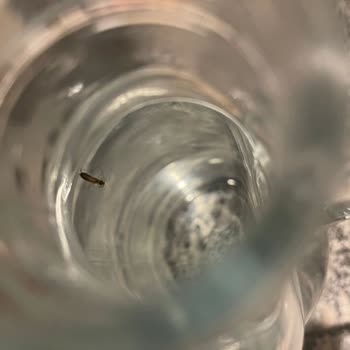 Erikli Sudan Böcek Çıktı