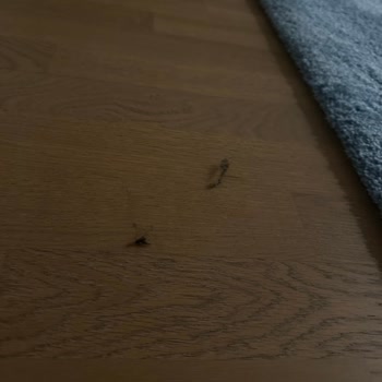 Vatan Roborock S7MaxV Çekiş Sorunu