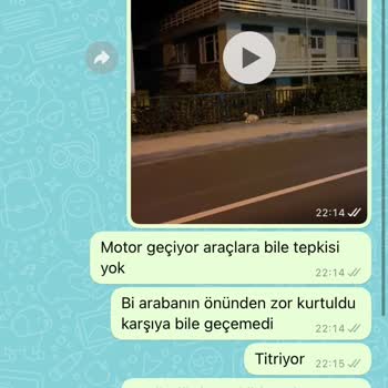 Avcılar Belediyesi Sokak Hayvanları Ölüyor