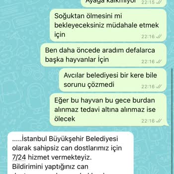 Avcılar Belediyesi Sokak Hayvanları Ölüyor