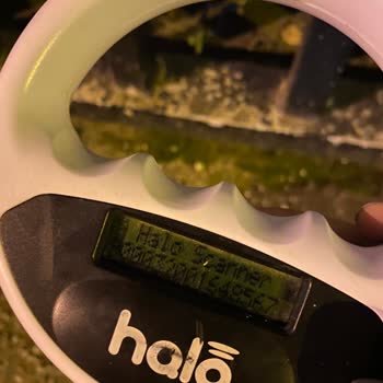 Avcılar Belediyesi Sokak Hayvanları Ölüyor
