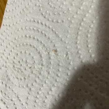 Arı Mama Açtığım Paketin İçinden Kurumuş Kurt Çıktı