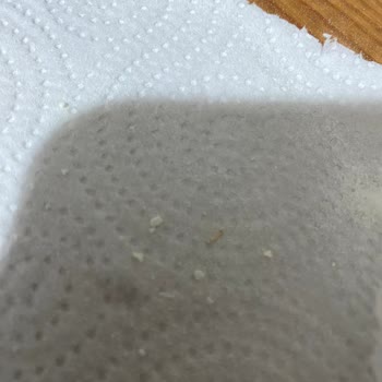 Arı Mama Açtığım Paketin İçinden Kurumuş Kurt Çıktı