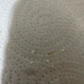 Arı Mama Açtığım Paketin İçinden Kurumuş Kurt Çıktı