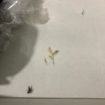 Benimpapucum Para İademi Kargo Bedeli Diyerek Kesiyor