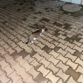 Döşemealtı Belediyesi Sokak Tehlikesi: Saldırgan Hayvanlar
