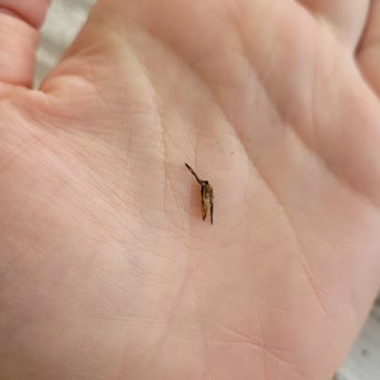 Kurukahveci Mehmet Efendi Türk Kahvesi Paketinde Beklenmedik Misafir