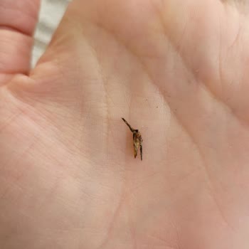 Kurukahveci Mehmet Efendi Türk Kahvesi Paketinde Beklenmedik Misafir