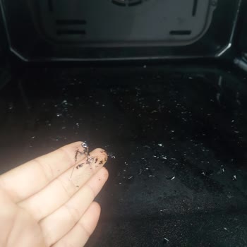 Vestel Fırın İçi Boya Atması