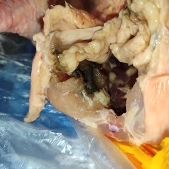 Erpiliç Dışkısıyla Paketlenen Tavuk