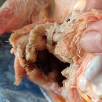 Erpiliç Dışkısıyla Paketlenen Tavuk