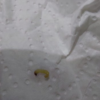 Piyale Markasının Kurtlu Makarnaları