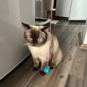 Adana Atlas Veteriner Kliniği Mağduriyet Yaşama