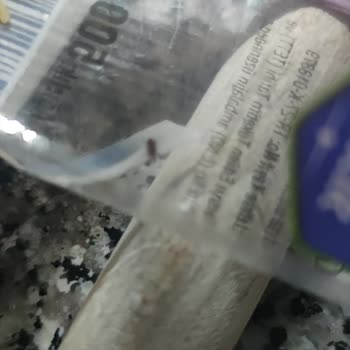 Piyale Makarnanın İçerisinden Böcek Çıkması