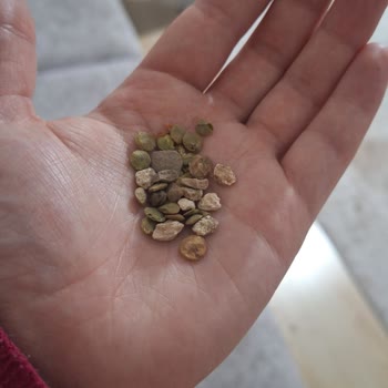 Tat Bakliyat Yeşil Mercimekte Çok Fazla Taş Var