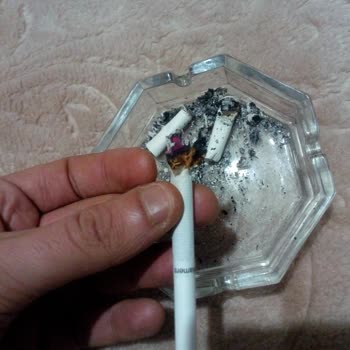 Philip Morris Sigaranın İçinden Çam Ağacı Çıktı