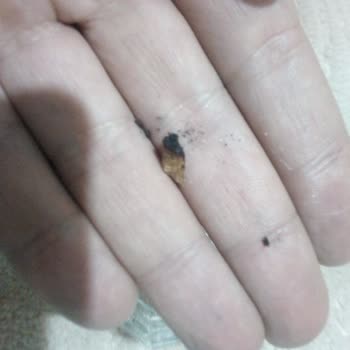 Philip Morris Sigaranın İçinden Çam Ağacı Çıktı